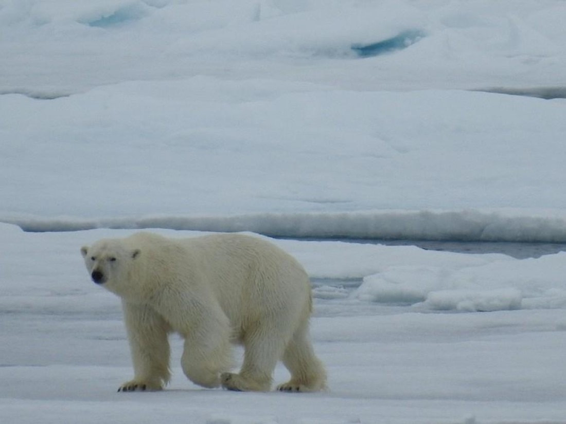 OTL07-25, Day 4, Picture8 © Unknown photographer - Oceanwide Expeditions.jpg