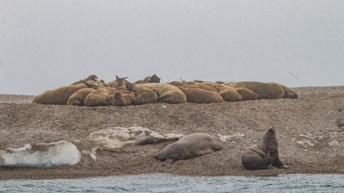 OTL07-25, Day 5, Picture12 © Unknown photographer - Oceanwide Expeditions.jpg