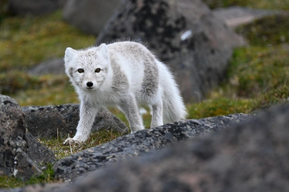 OTL07-25, Day 6, Picture18 © Unknown photographer - Oceanwide Expeditions.jpg