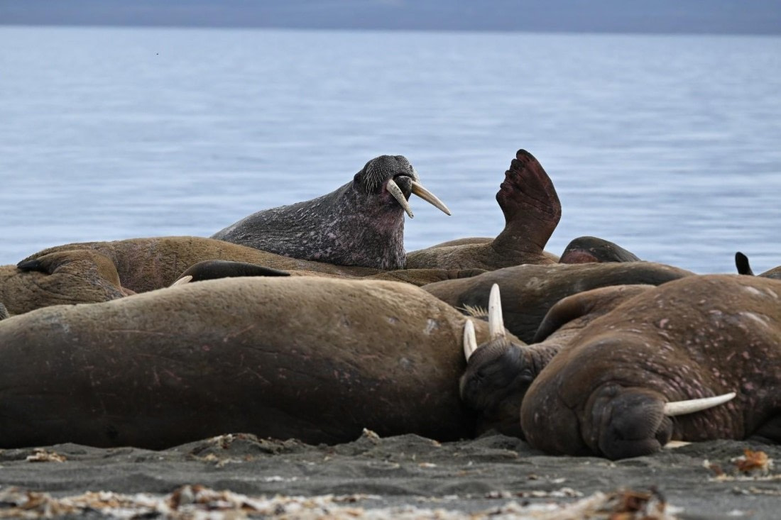 OTL07-25, Day 9, Picture32 © Unknown photographer - Oceanwide Expeditions.jpg