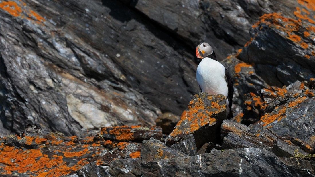 OTL08-25, Day 2, 5A8A3998-Edit © Unknown photographer - Oceanwide Expeditions.jpg