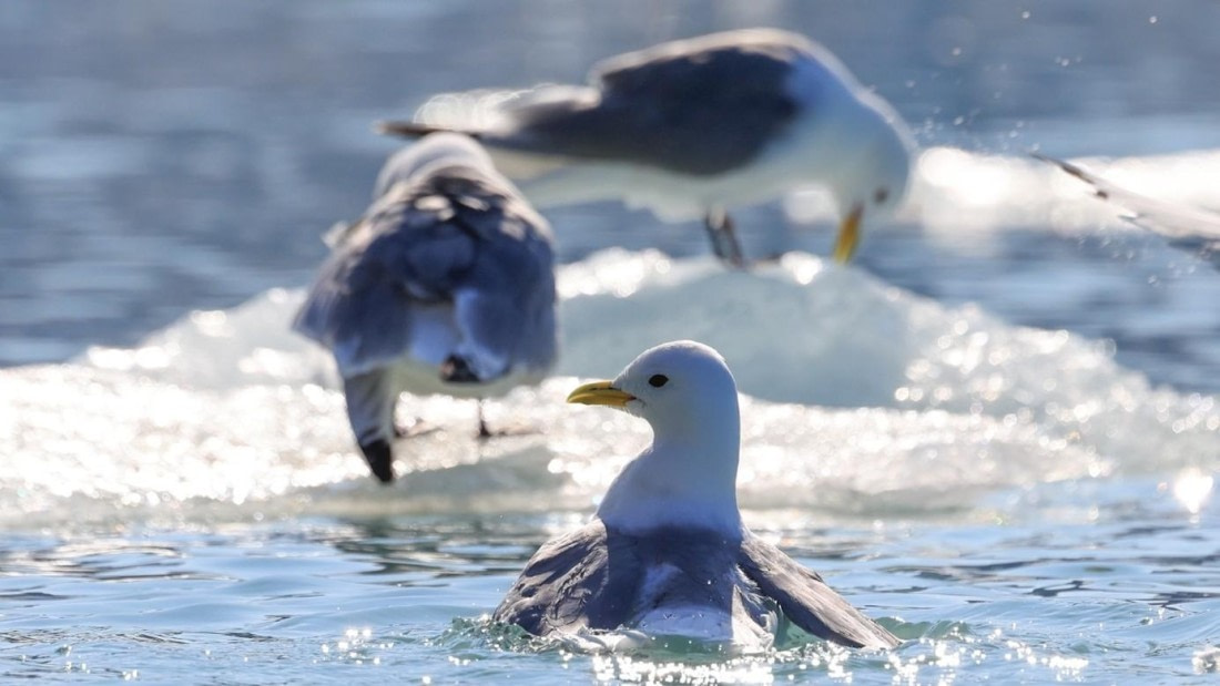 OTL08-25, Day 2, Picture3 © Unknown photographer - Oceanwide Expeditions.jpg