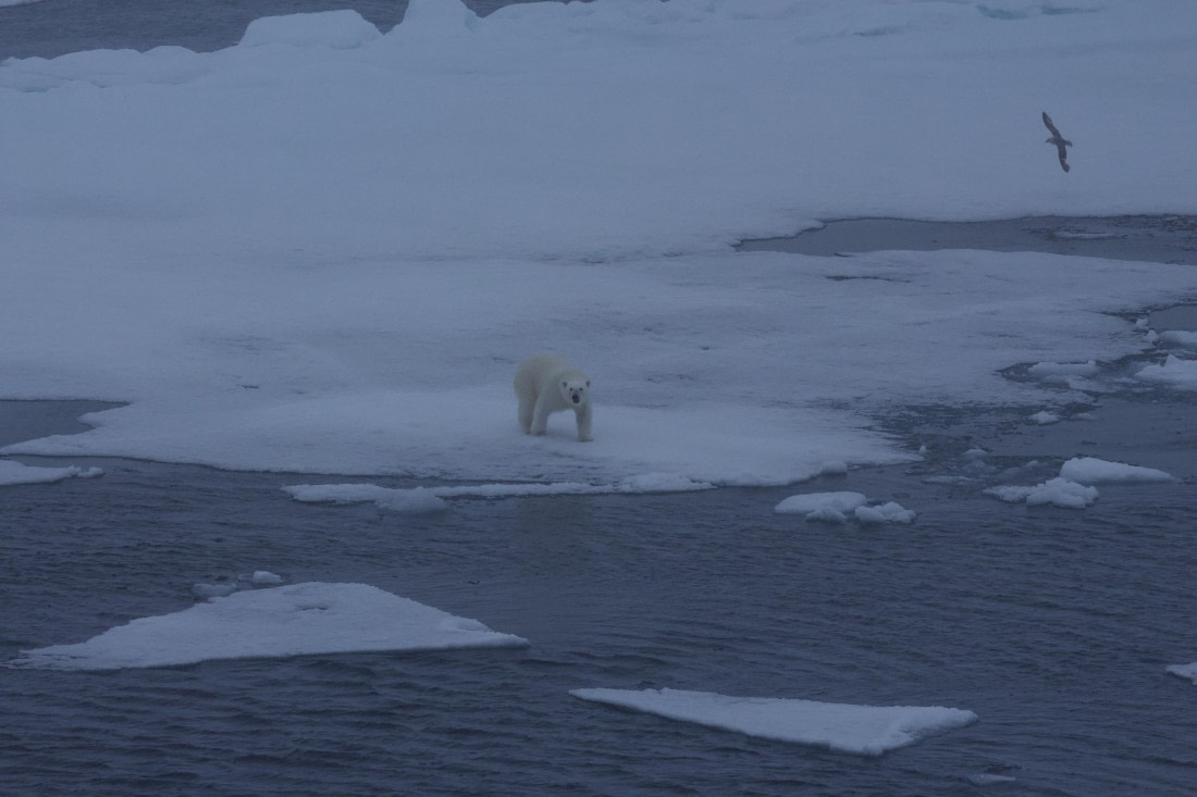 OTL08-25, Day 4, IMG_0293 © Unknown photographer - Oceanwide Expeditions.jpeg