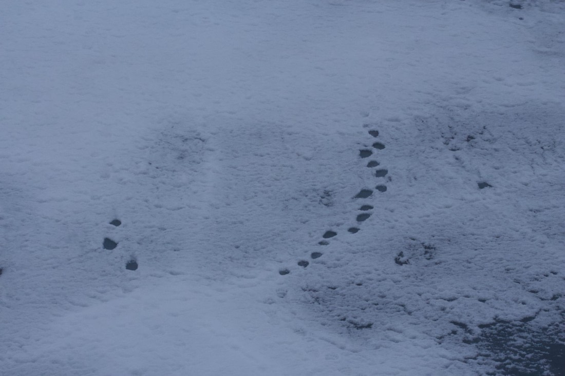 OTL08-25, Day 4, IMG_0307 © Unknown photographer - Oceanwide Expeditions.jpeg