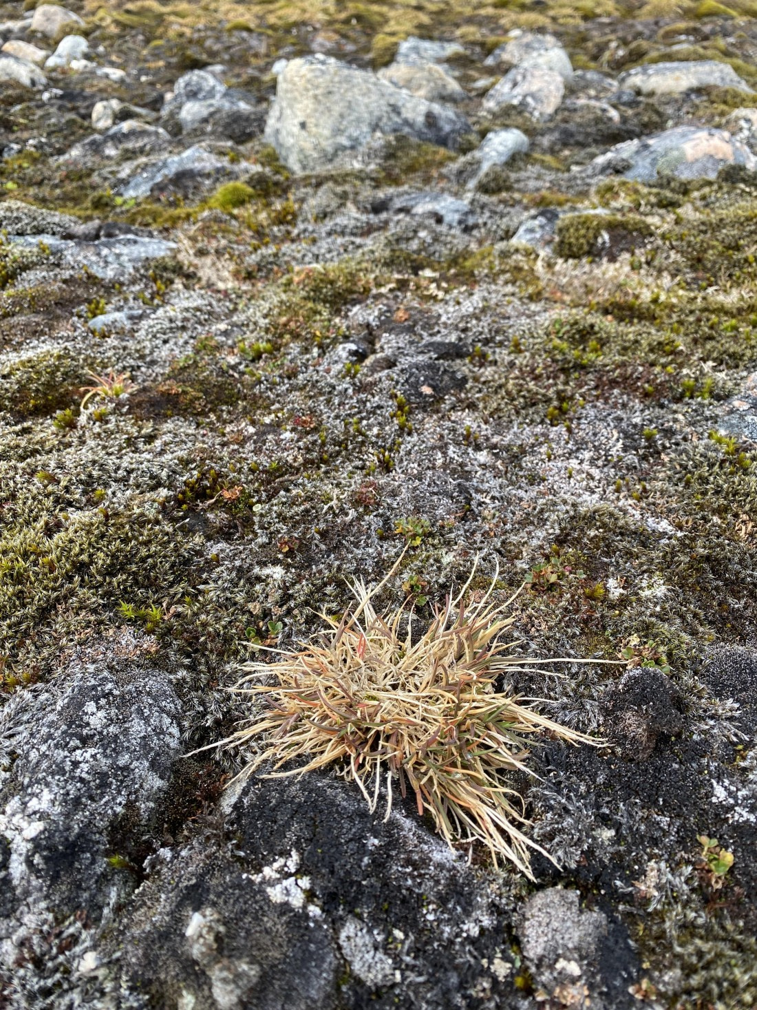 OTL08-25, Day 5, IMG_5516 © Unknown photographer - Oceanwide Expeditions.JPG