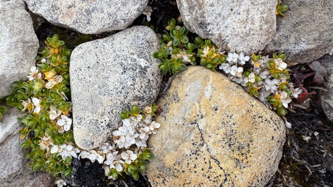 OTL08-25, Day 6, IMG_0427 © Unknown photographer - Oceanwide Expeditions.jpg