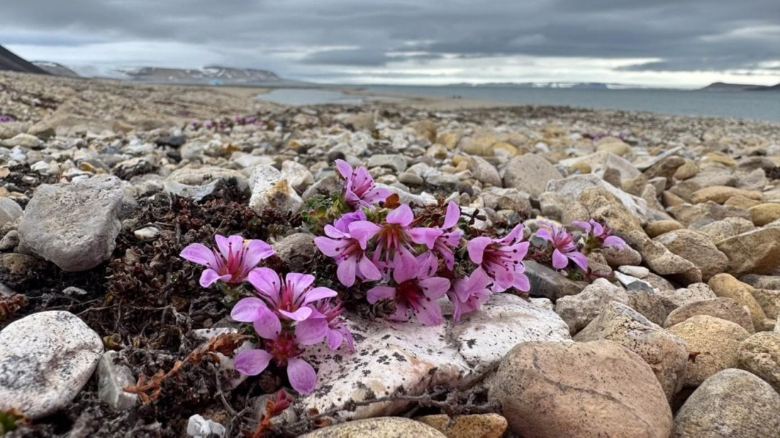 OTL08-25, Day 8, Picture12 © Unknown photographer - Oceanwide Expeditions.jpg