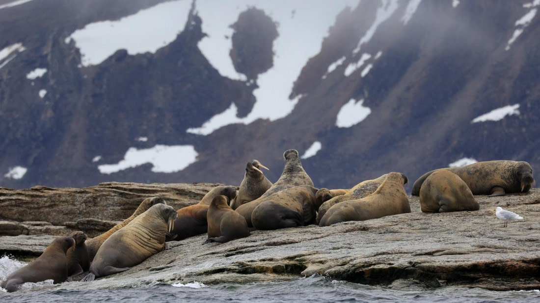 OTL08-25, Day 9, 5A8A5314-Edit-3 © Unknown photographer - Oceanwide Expeditions.jpeg