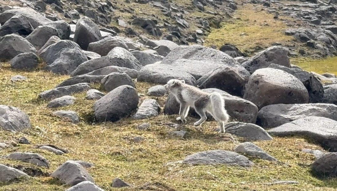OTL08-25, Day 9, IMG_8683 © Unknown photographer - Oceanwide Expeditions.jpg