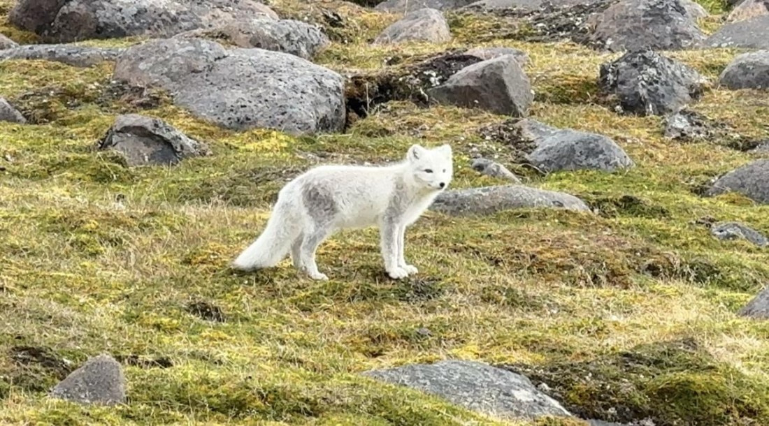 OTL08-25, Day 9, IMG_8684 © Unknown photographer - Oceanwide Expeditions.jpg