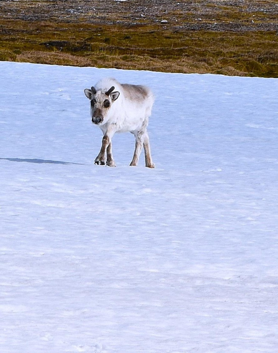 reindeer calf