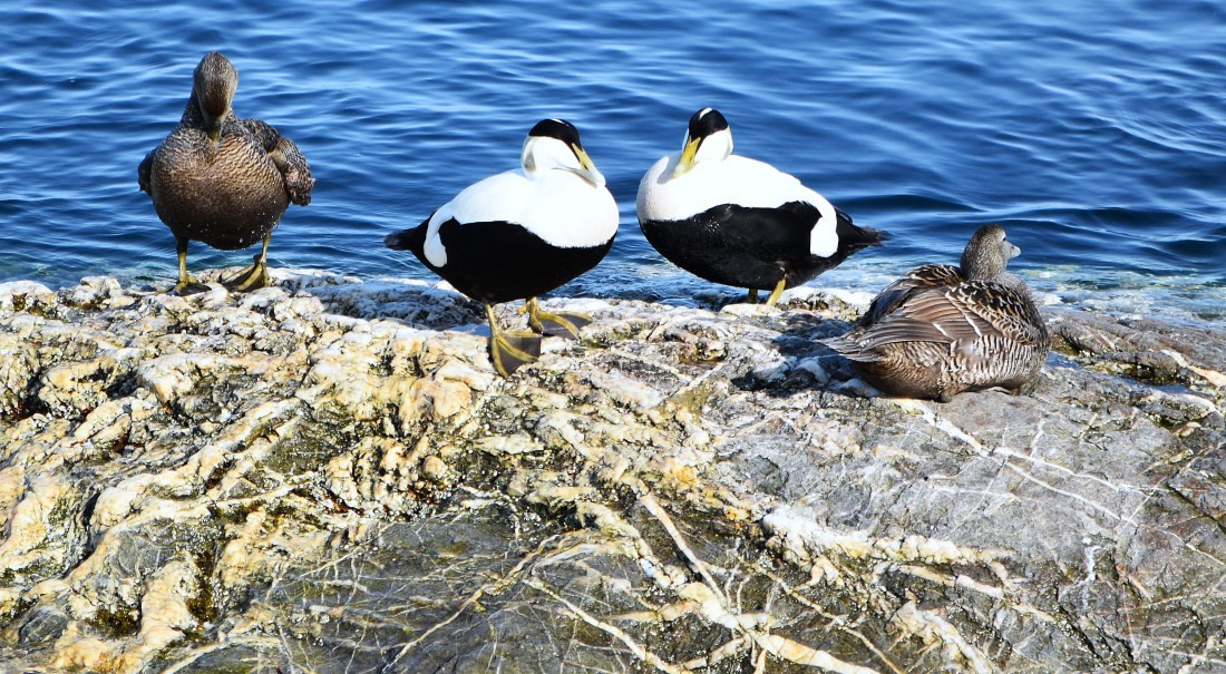 eiders hanging out