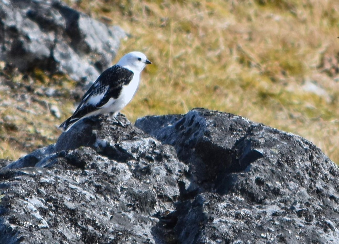 snow bunting