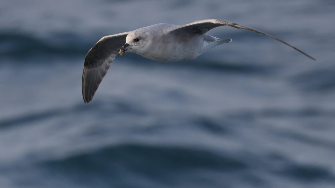 PLA09-25, Day 1, (8) © Regis Perdriat - Oceanwide Expeditions.jpg