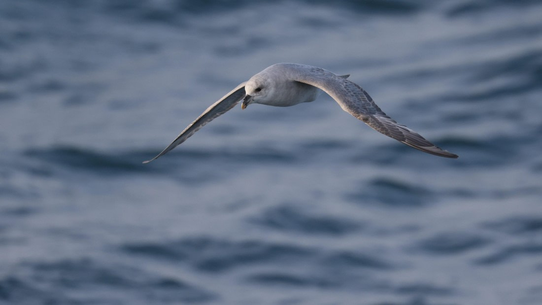 PLA09-25, Day 1, (7) © Regis Perdriat - Oceanwide Expeditions.jpg