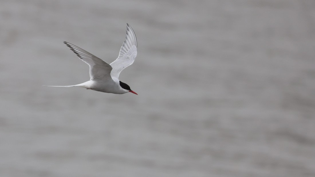 PLA09-25, Day 2, (2) © Regis Perdriat - Oceanwide Expeditions.jpg