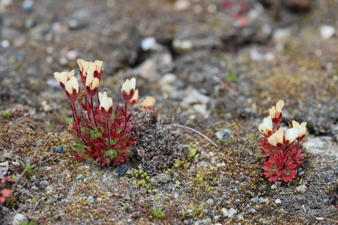 PLA09-25, Day 2, Lars 27-1 © Lars Engelhardt - Oceanwide Expeditions.JPG