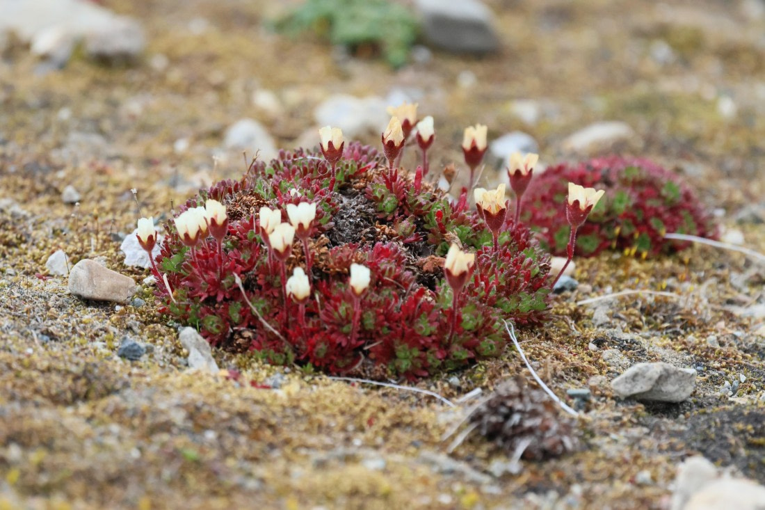 PLA09-25, Day 2, Lars 27-2 © Lars Engelhardt - Oceanwide Expeditions.JPG