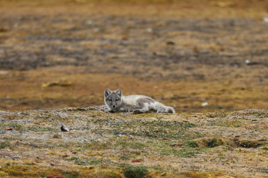 PLA09-25, Day 2, Lars 27-3 © Lars Engelhardt - Oceanwide Expeditions.JPG