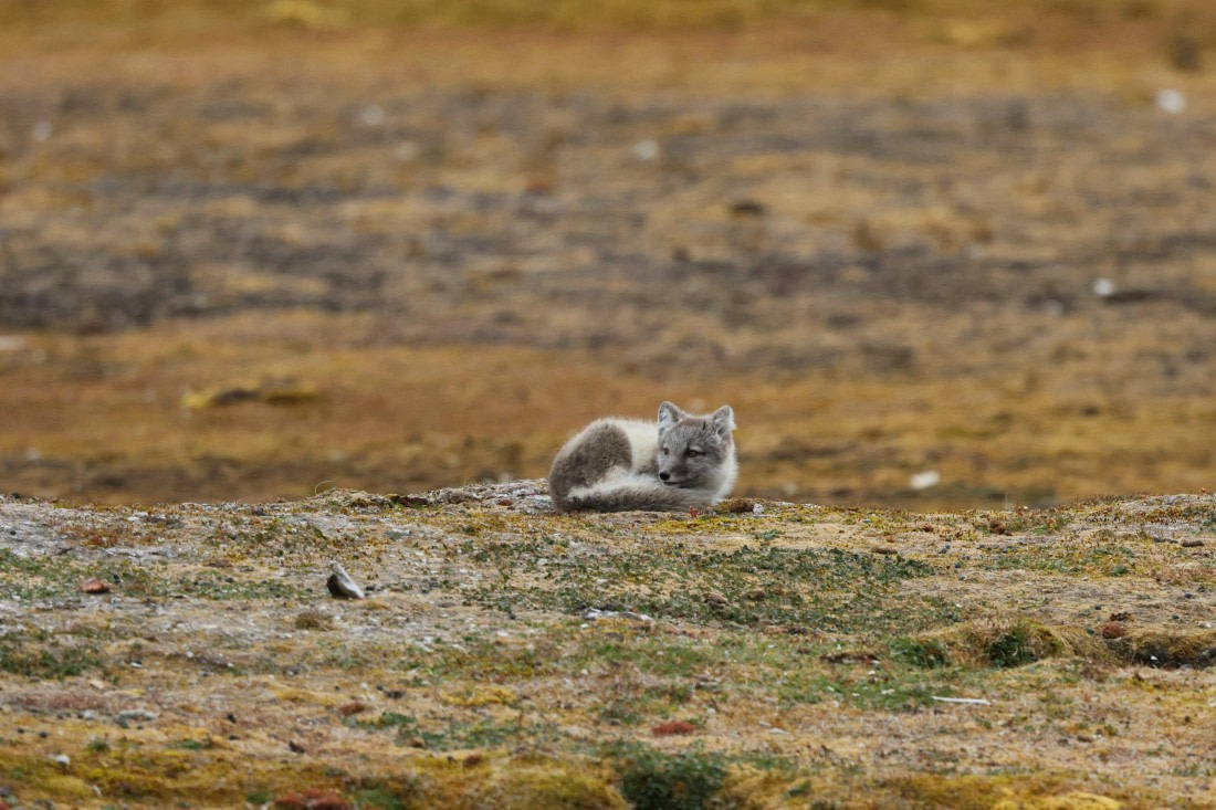 PLA09-25, Day 2, Lars 27-4 © Lars Engelhardt - Oceanwide Expeditions.JPG