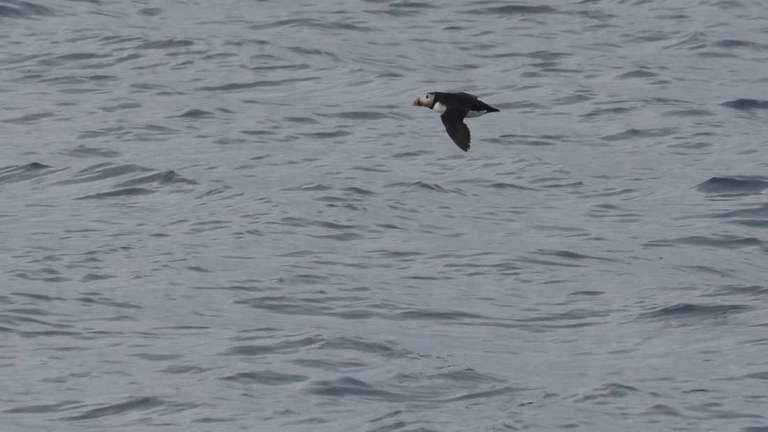 PLA09-25, Day 3, (1) © Regis Perdriat - Oceanwide Expeditions.jpg