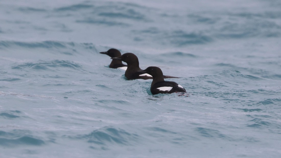 PLA09-25, Day 3, (3) © Regis Perdriat - Oceanwide Expeditions.jpg
