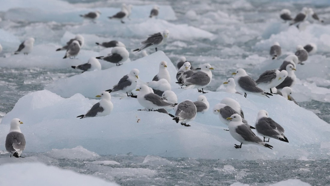 PLA09-25, Day 3, (8) © Regis Perdriat - Oceanwide Expeditions.jpg
