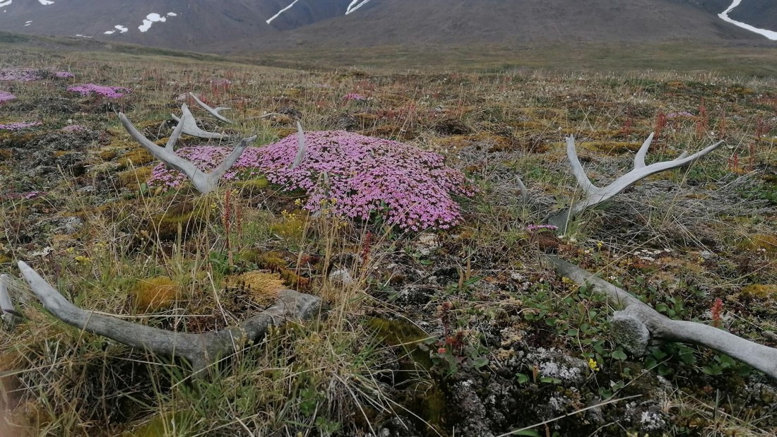 PLA09-25, Day 3, 28.07.2025_3_JW © Julia Wellner - Oceanwide Expeditions.jpg
