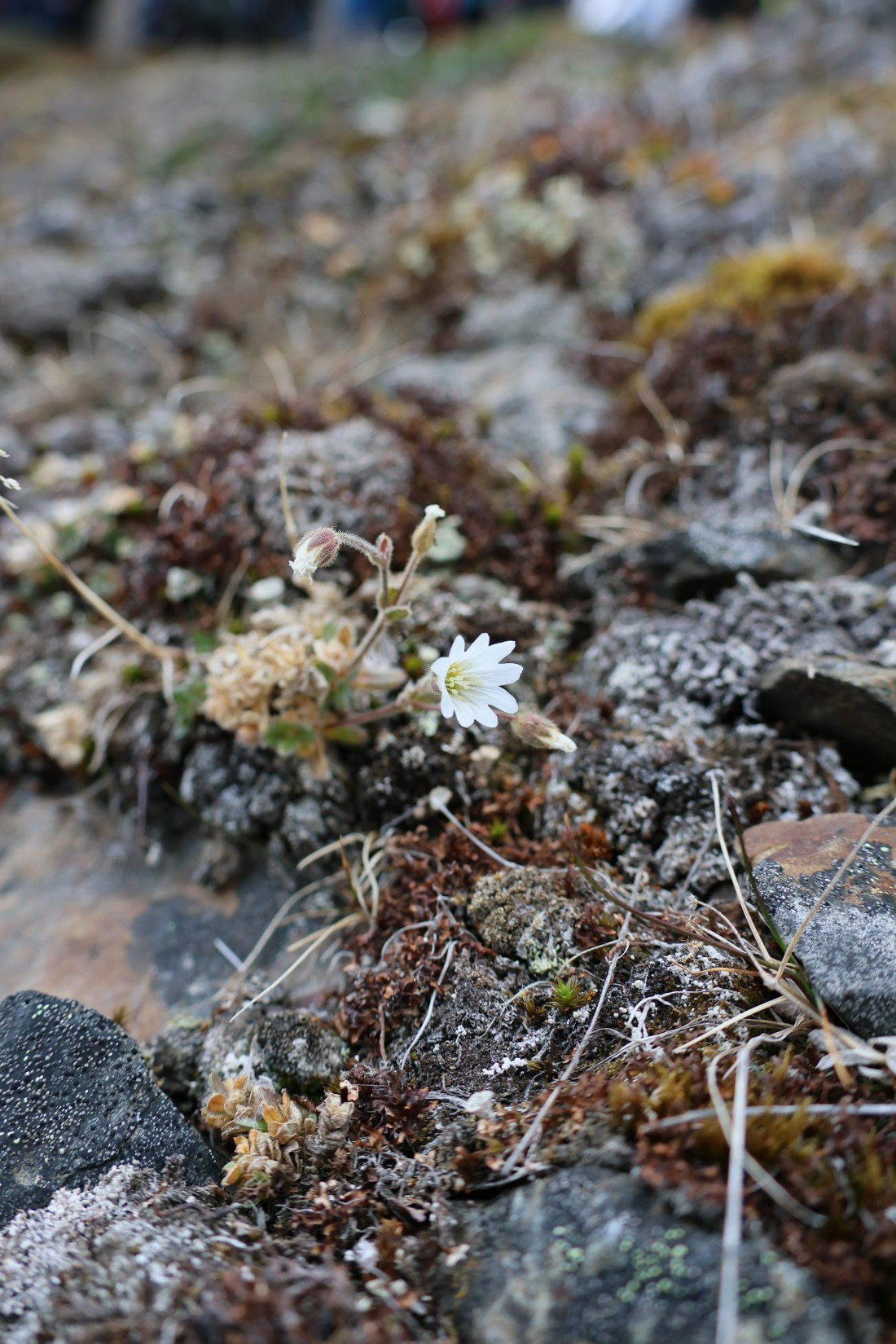 PLA09-25, Day 3, Lars 28-1 © Lars Engelhardt - Oceanwide Expeditions.JPG