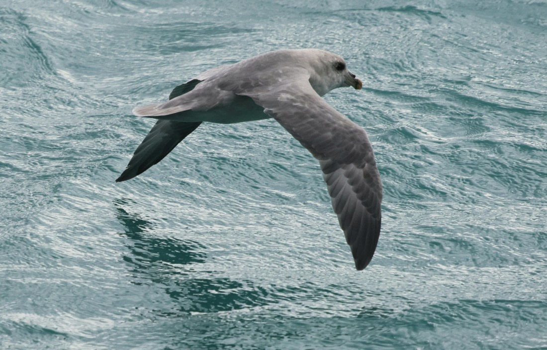 PLA09-25, Day 3, Lars 28-4 © Lars Engelhardt - Oceanwide Expeditions.JPG