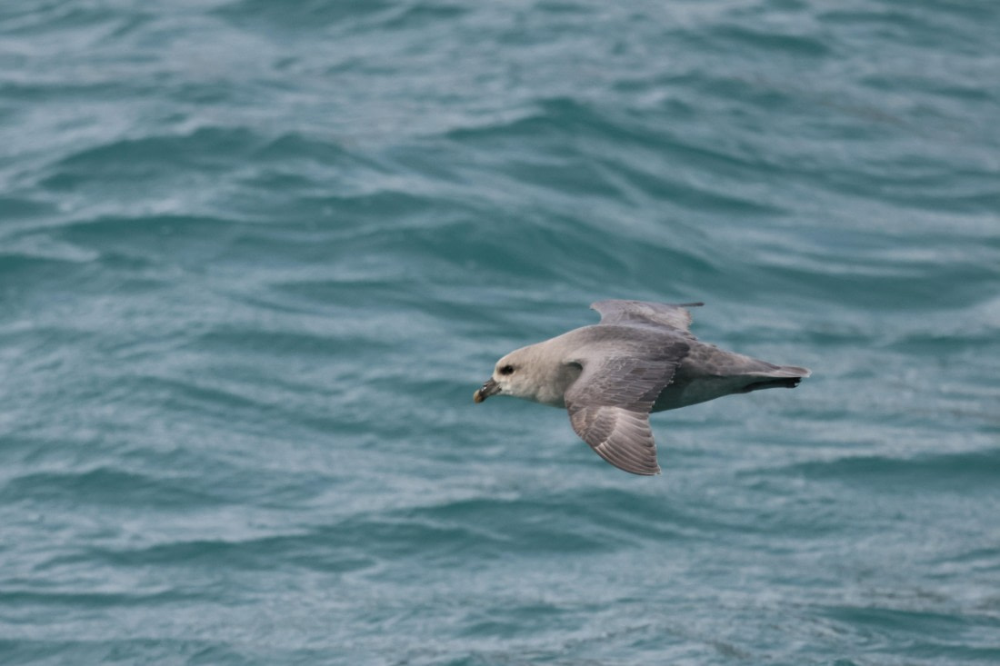 PLA09-25, Day 3, Lars 28-5 © Lars Engelhardt - Oceanwide Expeditions.JPG