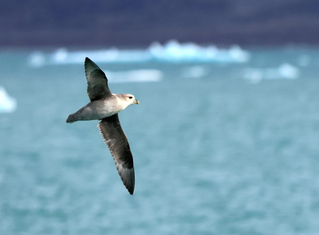 PLA09-25, Day 3, Lars 28-7 © Lars Engelhardt - Oceanwide Expeditions.JPG