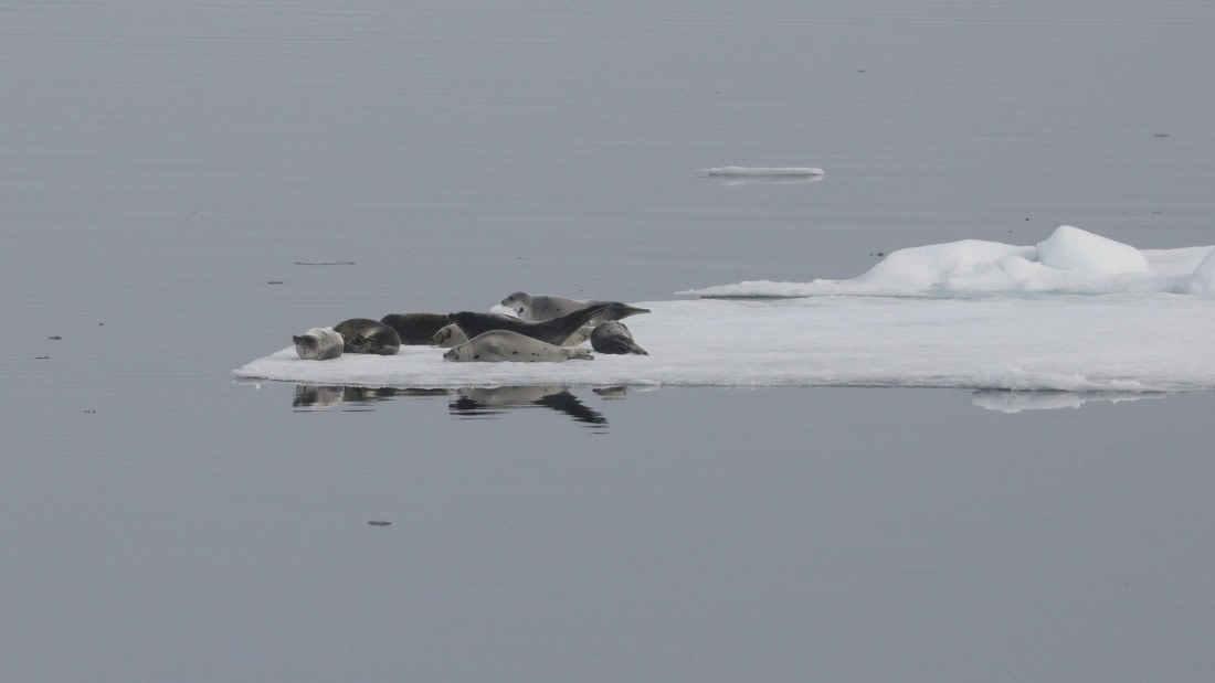 PLA09-25, Day 4, (1) © Regis Perdriat - Oceanwide Expeditions.jpg