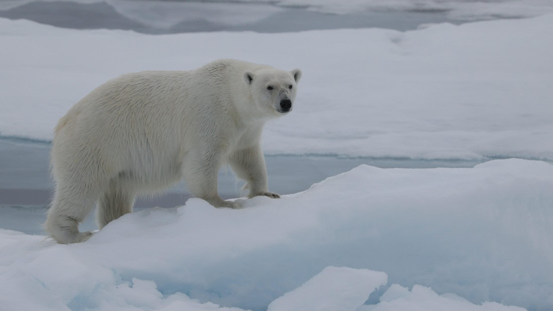 PLA09-25, Day 4, (8) © Regis Perdriat - Oceanwide Expeditions.jpg
