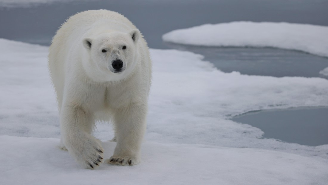 PLA09-25, Day 4, (14) © Regis Perdriat - Oceanwide Expeditions.jpg
