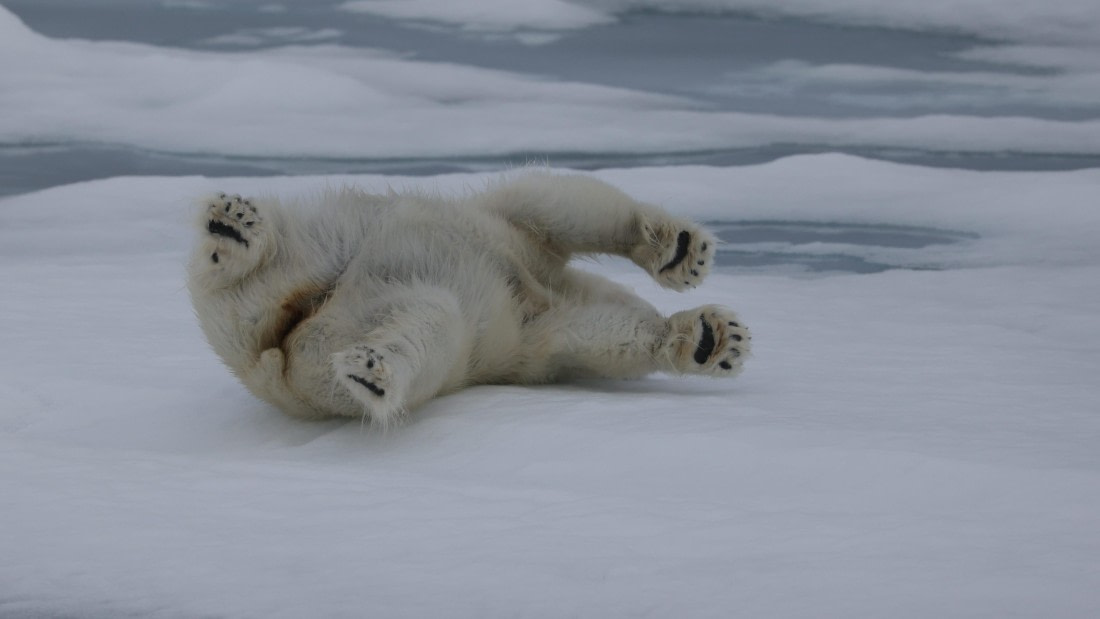 PLA09-25, Day 4, (21) © Regis Perdriat - Oceanwide Expeditions.jpg