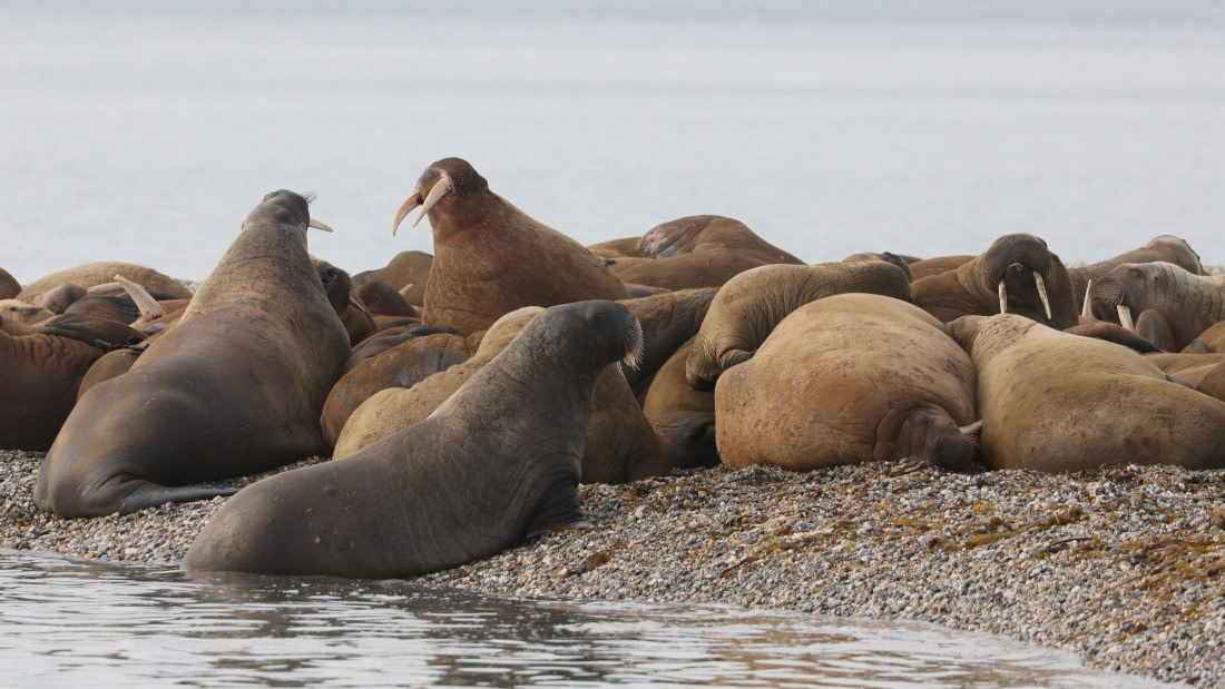 PLA09-25, Day 6, (3) © Regis Perdriat - Oceanwide Expeditions.jpg