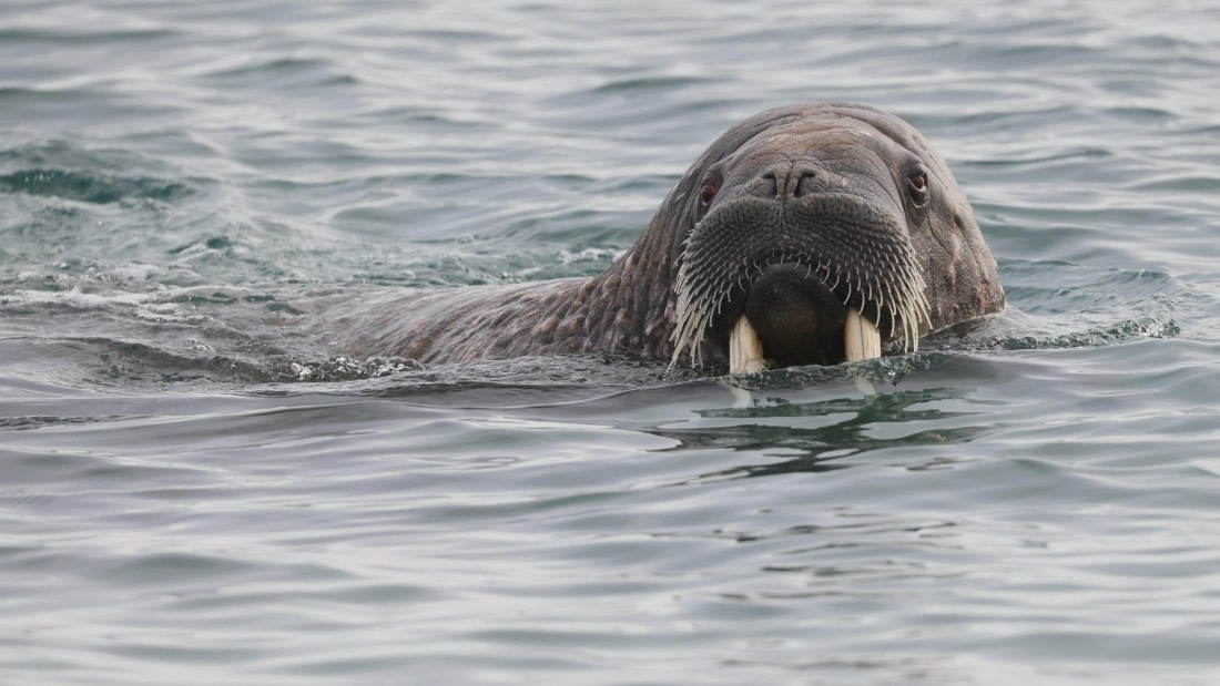 PLA09-25, Day 6, (6) © Regis Perdriat - Oceanwide Expeditions.jpg