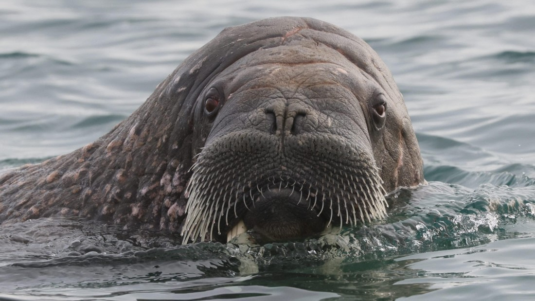 PLA09-25, Day 6, (7) © Regis Perdriat - Oceanwide Expeditions.jpg