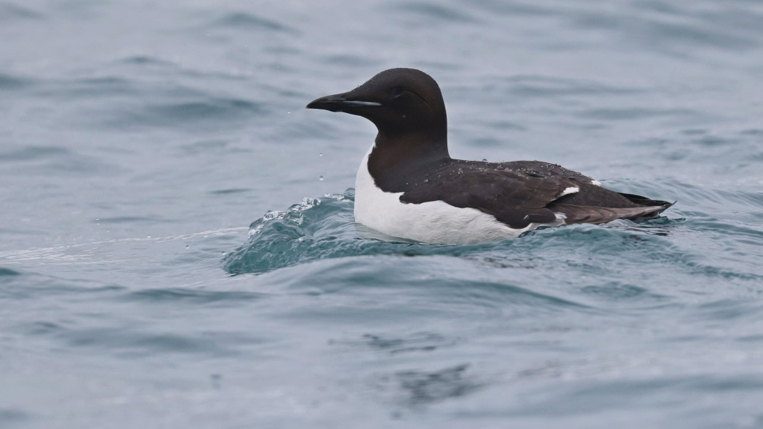 PLA09-25, Day 6, (11) © Regis Perdriat - Oceanwide Expeditions.jpg