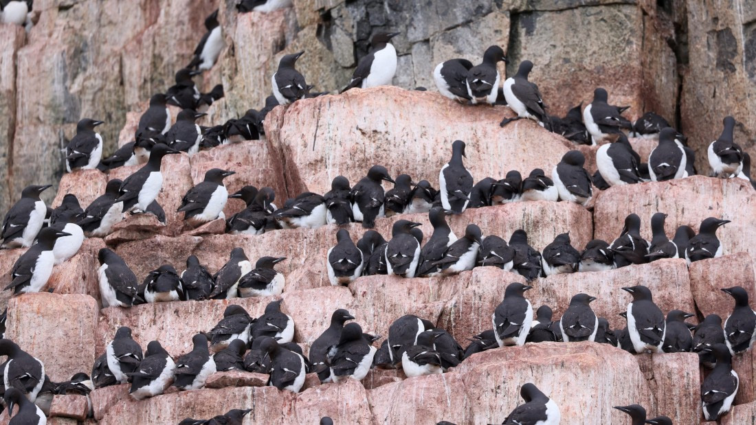 PLA09-25, Day 6, (13) © Regis Perdriat - Oceanwide Expeditions.jpg