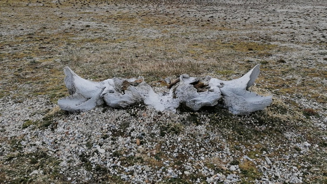 PLA09-25, Day 6, 31.07.2025_1_JW © Julia Wellner - Oceanwide Expeditions.jpg