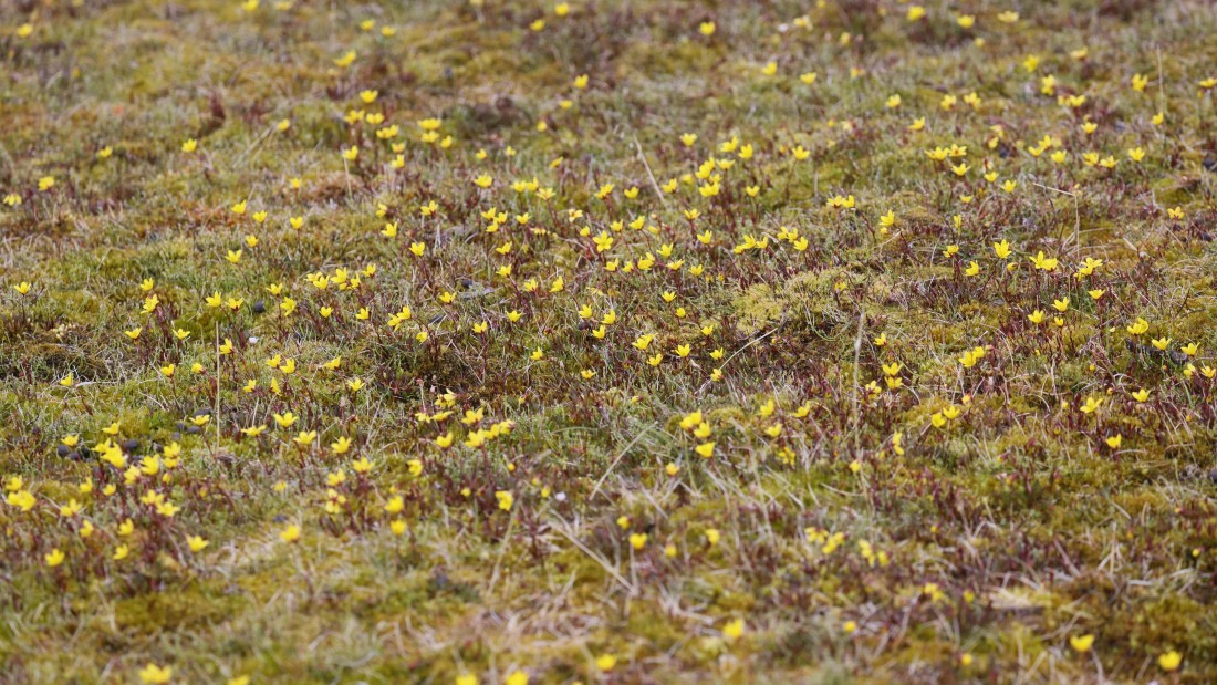 PLA09-25, Day 7, (14) © Regis Perdriat - Oceanwide Expeditions.jpg