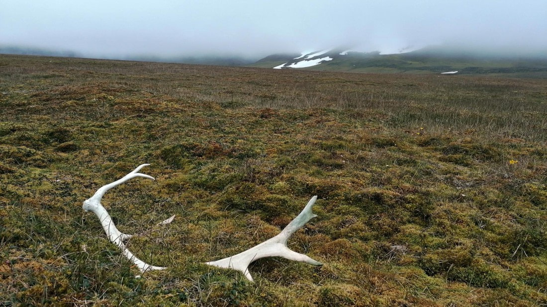 PLA09-25, Day 7, 01.08.2025_1_JW. © Julia Wellner - Oceanwide Expeditions.jpg