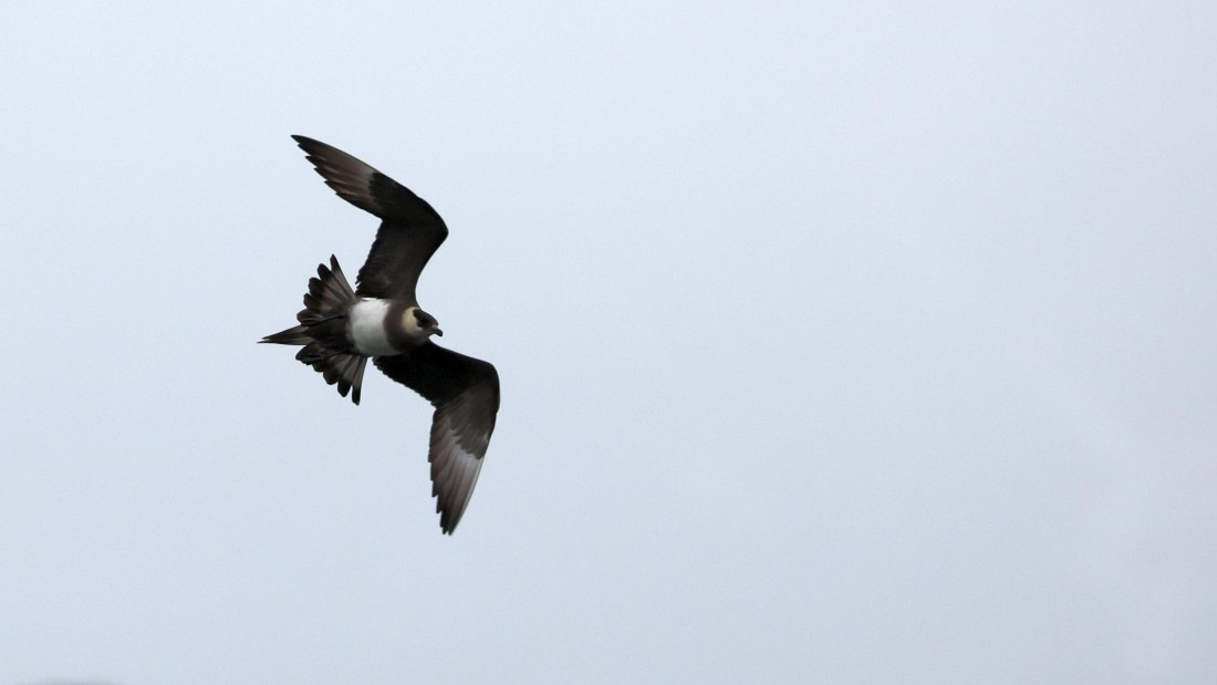 PLA09-25, Day 8, (4) © Regis Perdriat - Oceanwide Expeditions.jpg