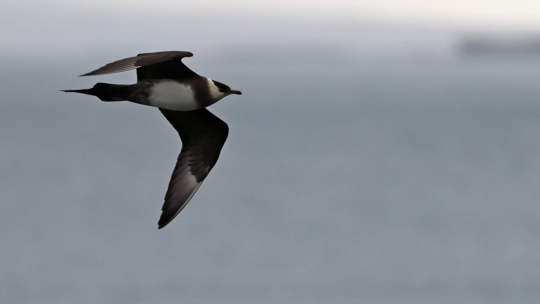 PLA09-25, Day 8, (6) © Regis Perdriat - Oceanwide Expeditions.jpg