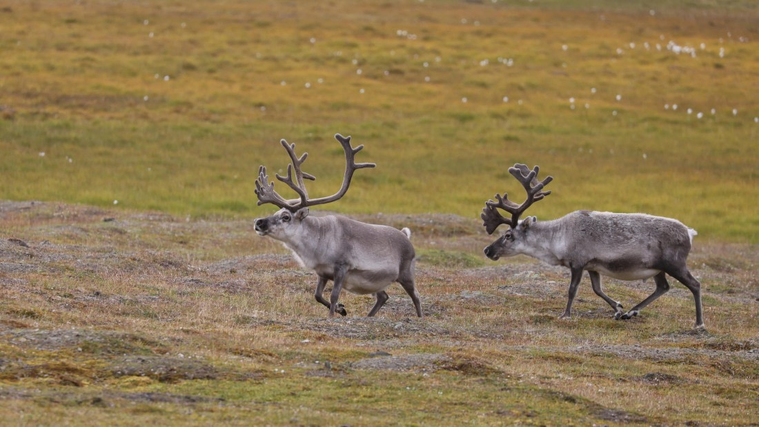 PLA09-25, Day 9, (6) © Regis Perdriat - Oceanwide Expeditions.jpg