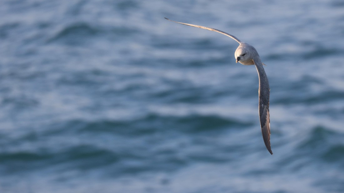 PLA09-25, Day 1, (6) © Regis Perdriat - Oceanwide Expeditions.jpg