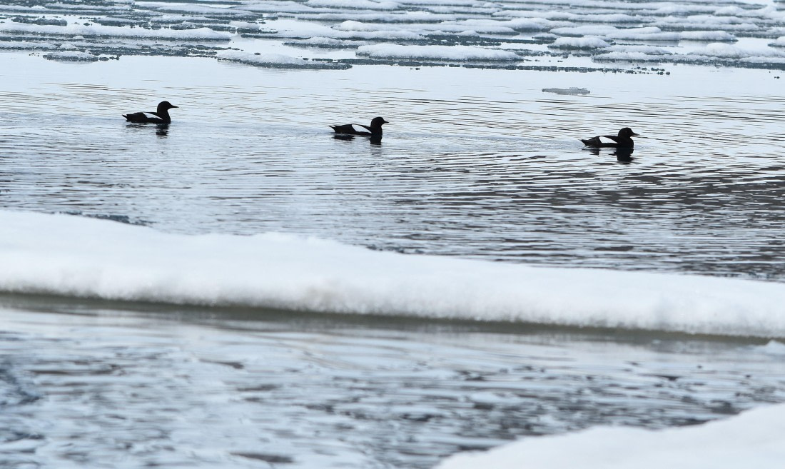 guillemots in a row
