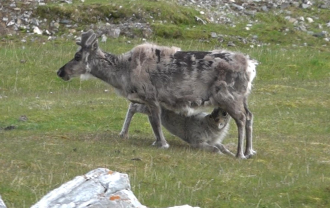 Young reindeer suckling its mother